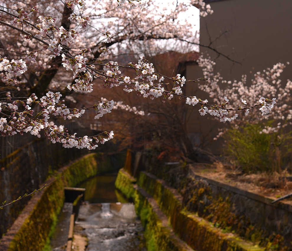 青花 江名子川の桜