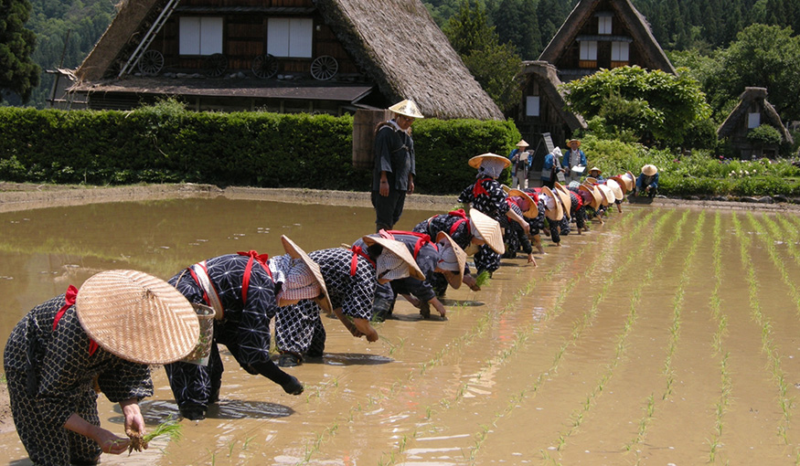 田植え