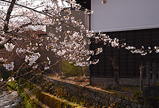 青花 江名子川の桜