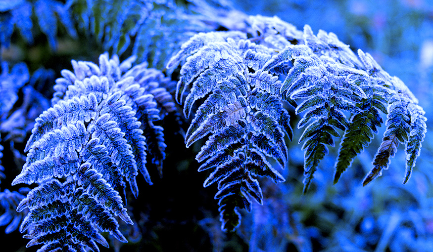 葉の雪化粧