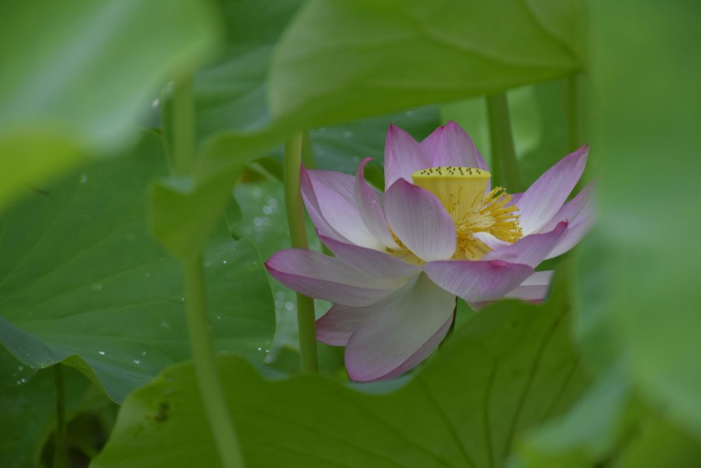 すみや 青花のご近所散歩〜高山別院裏参道の蓮池〜