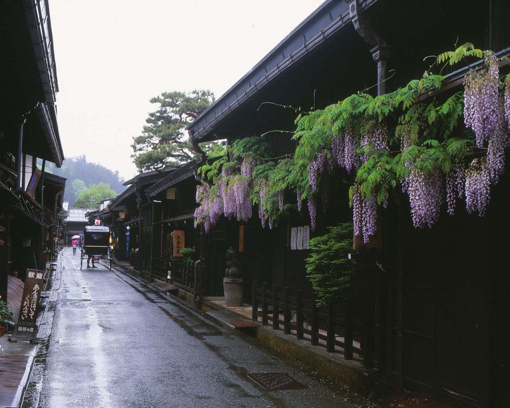 5月の飛騨高山　薄紫色の藤とともに